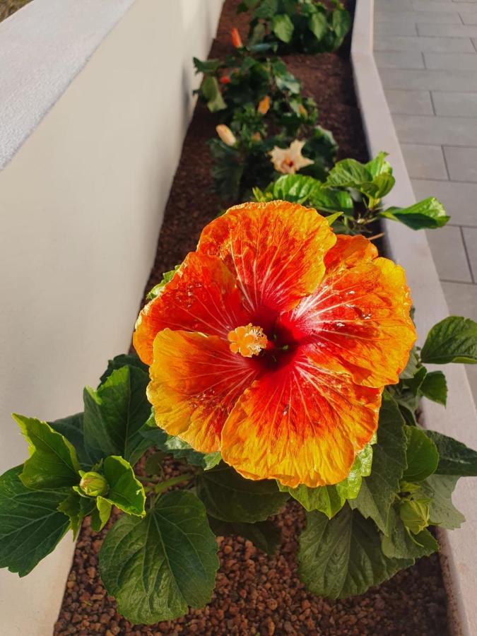 Villa La Casita La Matanza De Acentejo Екстер'єр фото